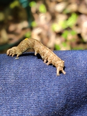 Lepidoptera