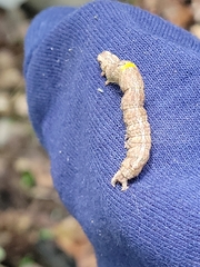 Lepidoptera