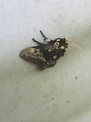 Megalopyge albicollis