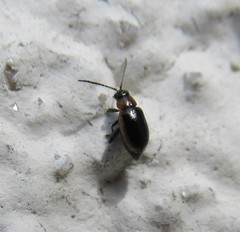 Longitarsus dorsalis