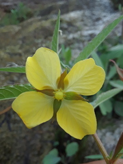 Ludwigia octovalvis