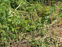 Malpolon monspessulanus
