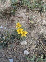 Senna pumilio