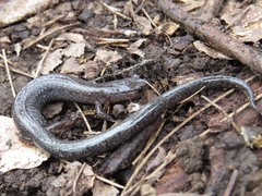 Plethodon hoffmani