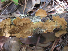 Osmoporus mexicanus