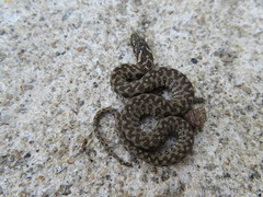 Natrix maura