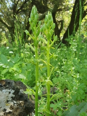 Platanthera holmboei