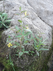 Ludwigia octovalvis