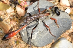 Ammophila laevicollis