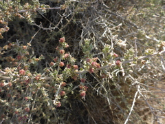 Atriplex spinifera