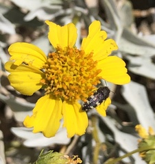 Acmaeodera vernalis
