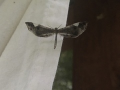 Hedylidae