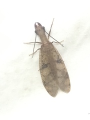 Corydalus flavicornis