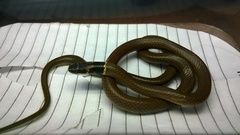 Sibynophis subpunctatus