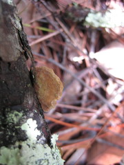 Osmoporus mexicanus