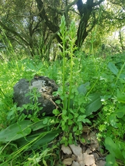 Platanthera holmboei