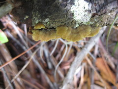 Osmoporus mexicanus