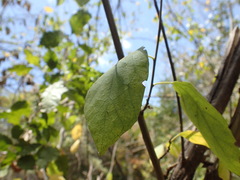 Cordia monoica