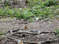 Erithacus rubecula