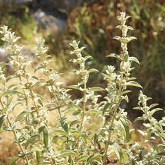 Buddleja perfoliata
