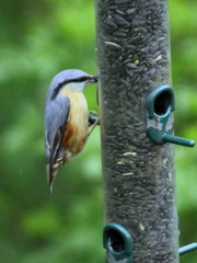 Sitta europaea