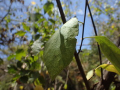 Cordia monoica