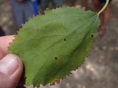 Cordia monoica