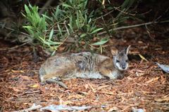 Notamacropus eugenii decres