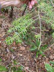 Tsuga caroliniana