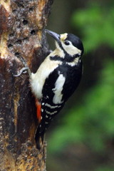 Dendrocopos major