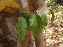 Combretum schumannii