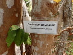 Combretum schumannii