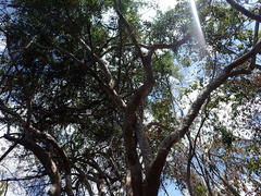 Combretum schumannii