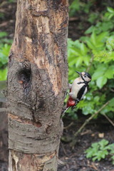 Dendrocopos major