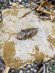 Libellula quadrimaculata