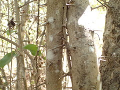 Flacourtia indica
