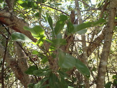 Flacourtia indica
