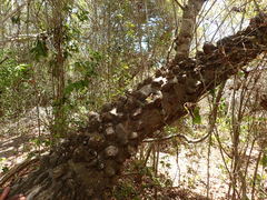 Zanthoxylum usambarense