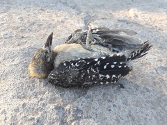 Melanerpes chrysogenys