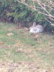 Lepus americanus