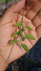 Celtis caudata