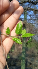 Celtis caudata