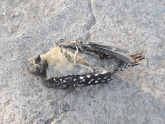 Melanerpes chrysogenys