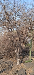 Celtis caudata
