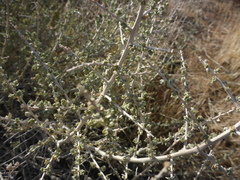 Atriplex spinifera