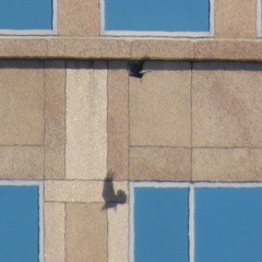 Corvus