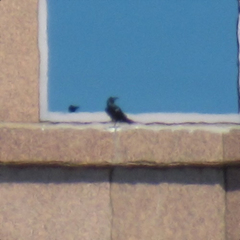 Corvus
