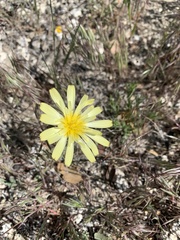 Anisocoma acaulis