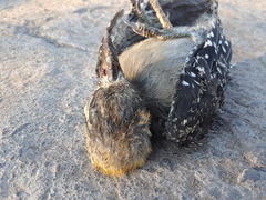 Melanerpes chrysogenys