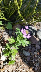 Glandularia venturii